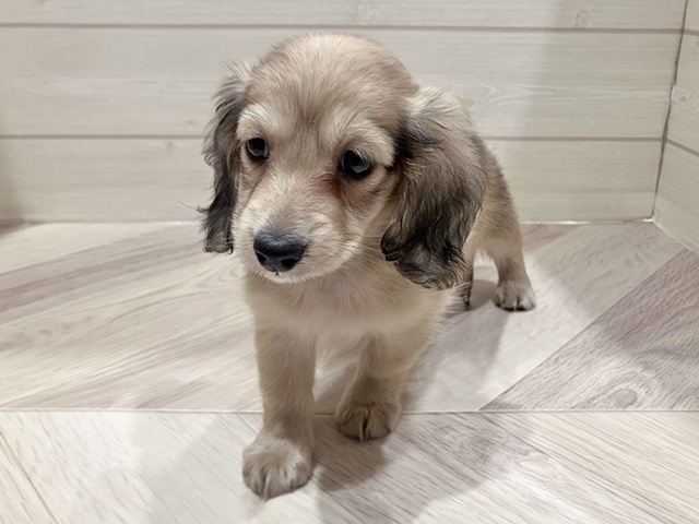 東京都のカニンヘンダックスフンド(ロング) (ペッツファースト豊洲店/2025年9月20日生まれ/男の子/シェーデットイエロー)の子犬の1枚目の画像