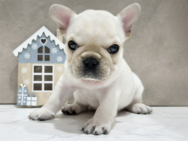 フレンチブルドッグ