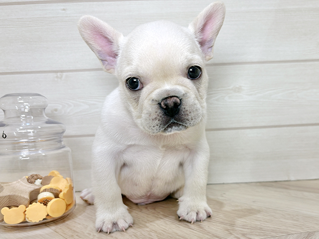 兵庫県のフレンチブルドッグ (ペッツファースト神戸元町店/2025年9月22日生まれ/男の子/クリーム)の子犬