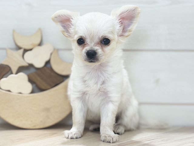 東京都のチワワ(ロング) (ペッツファースト荻窪店/2025年9月21日生まれ/女の子/クリーム)の子犬の1枚目の画像