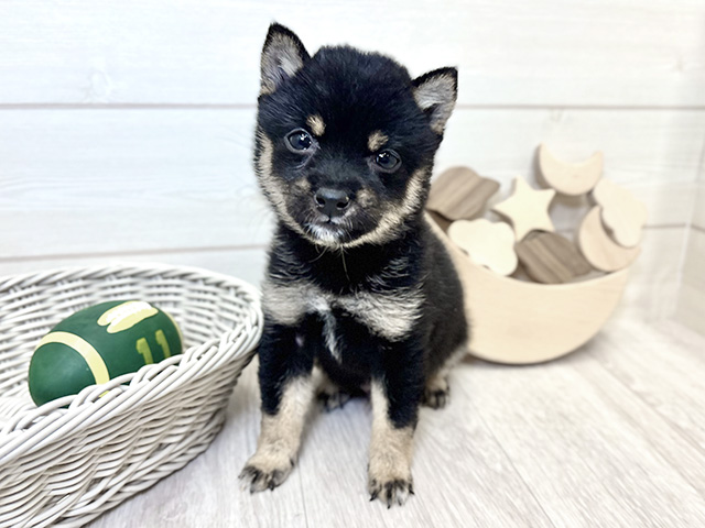 愛知県の豆柴 (ペッツファースト大高店/2025年9月22日生まれ/男の子/黒)の子犬の1枚目の画像