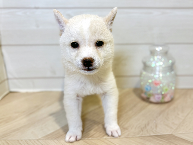 神奈川県の豆柴 (ペッツファースト川崎店/2025年9月22日生まれ/男の子/白)の子犬の1枚目の画像