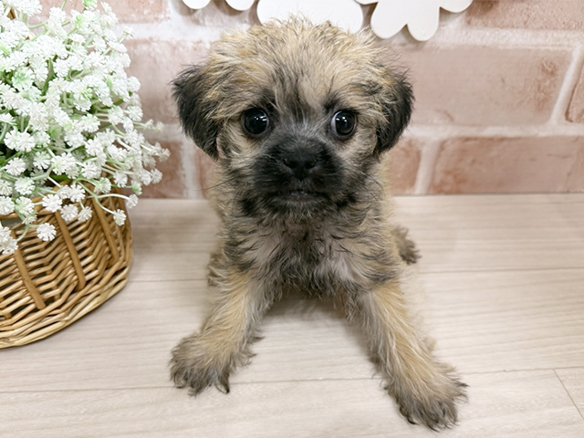 静岡県のハーフ犬・ミックス犬 (ペッツファースト富士南店/2025年9月20日生まれ/女の子/フォーン)の子犬の1枚目の画像