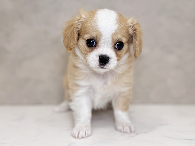 埼玉県のキャバチワ/チワキャバ(キャバリア×チワワ) (ペッツファーストPETEMOレイクタウンmori店/2025年9月21日生まれ/男の子/ブレンハイム)の子犬の1枚目の画像