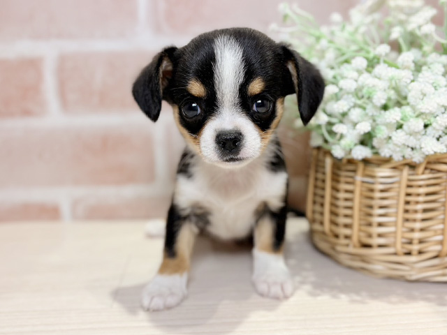 キャバリアキングチャールズスパニエルミックス