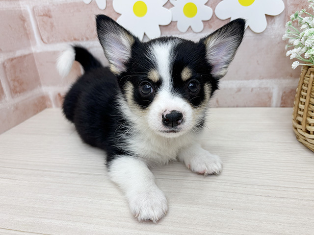 鹿児島県のチワコーギー(チワワ×コーギー) (ペッツファースト鹿児島店/2025年9月22日生まれ/男の子/トライカラー)の子犬