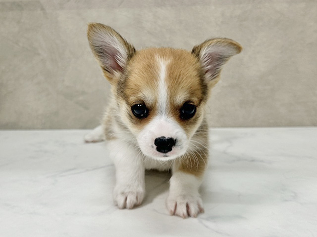 愛知県のチワコーギー(チワワ×コーギー) (ペッツファースト一宮店/2025年9月22日生まれ/男の子/レッドホワイト)の子犬の1枚目の画像