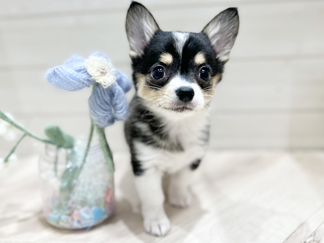 大阪府のチワコーギー(チワワ×コーギー) (ペッツファーストららぽーと門真店/2025年9月22日生まれ/女の子/トライカラー)の子犬の1枚目の画像