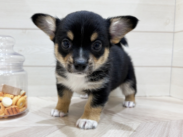 兵庫県のチワコーギー(チワワ×コーギー) (ペッツファースト神戸元町店/2025年9月22日生まれ/男の子/トライカラー)の子犬