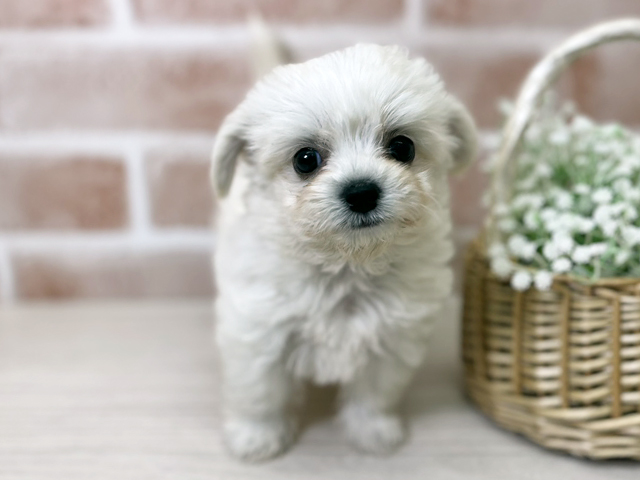 埼玉県のハーフ犬・ミックス犬 (ペッツファースト入間店/2025年9月21日生まれ/女の子/クリームホワイト)の子犬