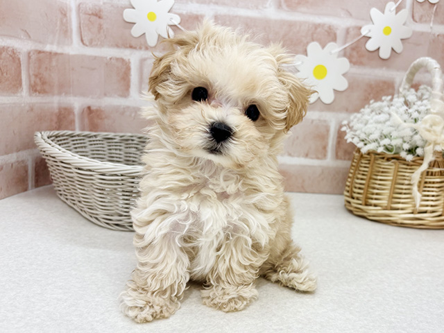 東京都のマルプー(マルチーズ×プードル) (ペッツファーストお台場店/2025年9月22日生まれ/男の子/アプリコット)の子犬