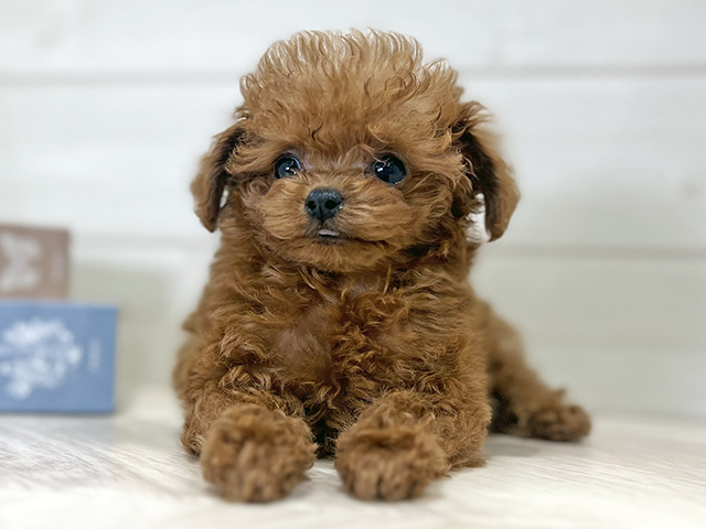 大阪府のトイプードル(ティーカップ) (ペッツファースト梅田店/2025年9月21日生まれ/女の子/レッド)の子犬の1枚目の画像