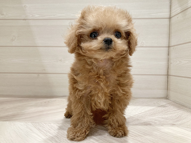 東京都のトイプードル(ティーカップ) (ペッツファースト豊洲店/2025年9月21日生まれ/女の子/アプリコット)の子犬の1枚目の画像