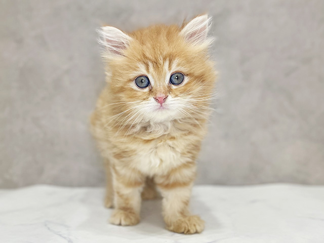 千葉県のラガマフィン (ペッツファーストららぽーとTOKYO-BAY店/2025年9月22日生まれ/男の子/レッドタビー)の子猫の1枚目の画像