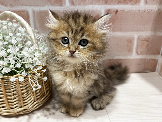 東京都のラガマフィン (ペッツファースト町田店/2025年9月22日生まれ/女の子/ブラウンパッチドタビー)の子猫の1枚目の画像