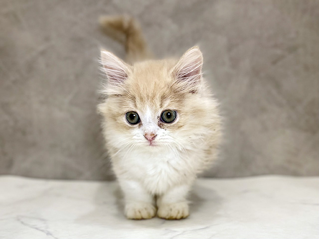 千葉県のミヌエット (ペッツファーストららぽーとTOKYO-BAY店/2025年9月21日生まれ/男の子/クリームタビーホワイト)の子猫の1枚目の画像