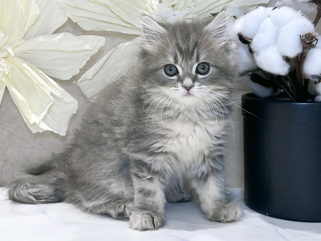 兵庫県のラガマフィン (ペッツファースト神戸三宮センター街店/2025年9月20日生まれ/女の子/ブルーパッチドタビー)の子猫の1枚目の画像