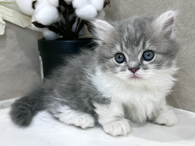 兵庫県のミヌエット (ペッツファースト神戸三宮センター街店/2025年9月22日生まれ/男の子/ブルータビーホワイト)の子猫