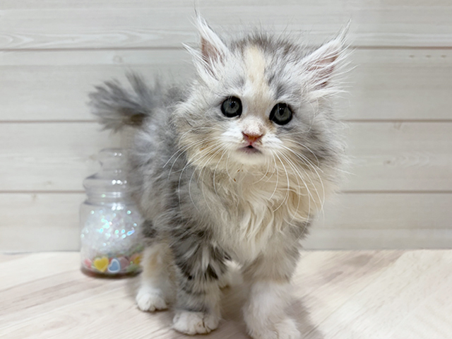 大阪府のサイベリアン (ペッツファーストららぽーと門真店/2025年9月18日生まれ/女の子/シルバーパッチドタビーホワイト)の子猫