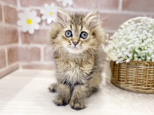 福岡県のペルシャ (ペッツファースト筑紫野店/2025年9月17日生まれ/女の子/チンチラゴールデン)の子猫の1枚目の画像