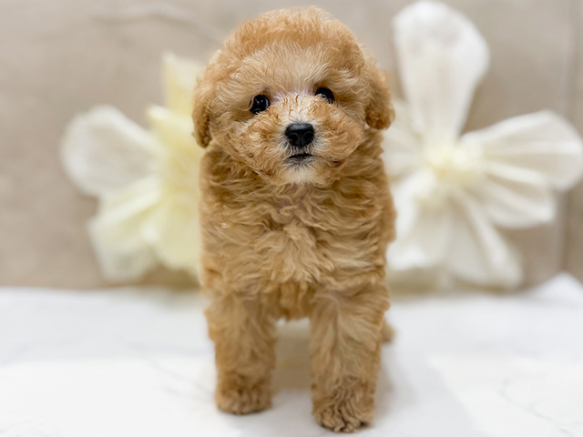 東京都のトイプードル(ティーカップ) (ペッツファースト恵比寿店/2025年9月22日生まれ/男の子/アプリコット)の子犬の1枚目の画像
