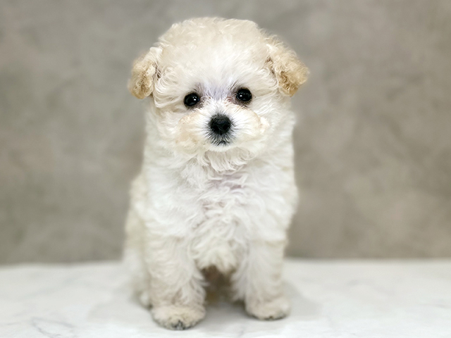 茨城県のトイプードル(ティーカップ) (ペッツファースト土浦店/2025年9月20日生まれ/男の子/シャンパン)の子犬の1枚目の画像