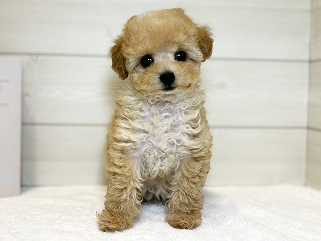 東京都のトイプードル(ティーカップ) (ペッツファースト麻布十番店/2025年9月22日生まれ/女の子/アプリコット)の子犬の1枚目の画像