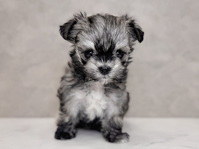 埼玉県のチワマル/マルチワ(チワワ×マルチーズ) (ペッツファーストPETEMOレイクタウンmori店/2025年9月22日生まれ/女の子/フォーン)の子犬の1枚目の画像