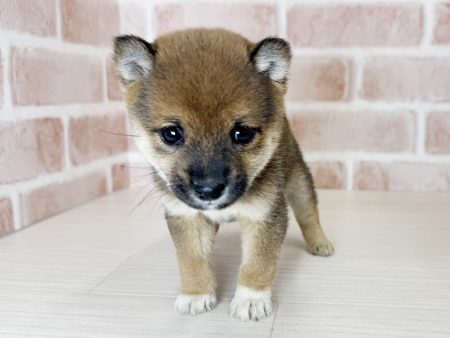 大阪府の豆柴 (ペッツファースト東大阪店/2025年9月25日生まれ/男の子/赤)の子犬の1枚目の画像