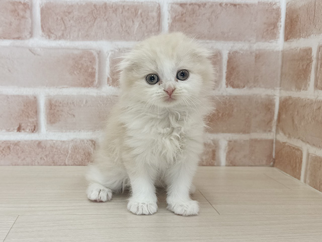 大阪府のスコティッシュフォールド (ペッツファースト東大阪店/2025年9月24日生まれ/男の子/クリームタビーホワイト)の子猫