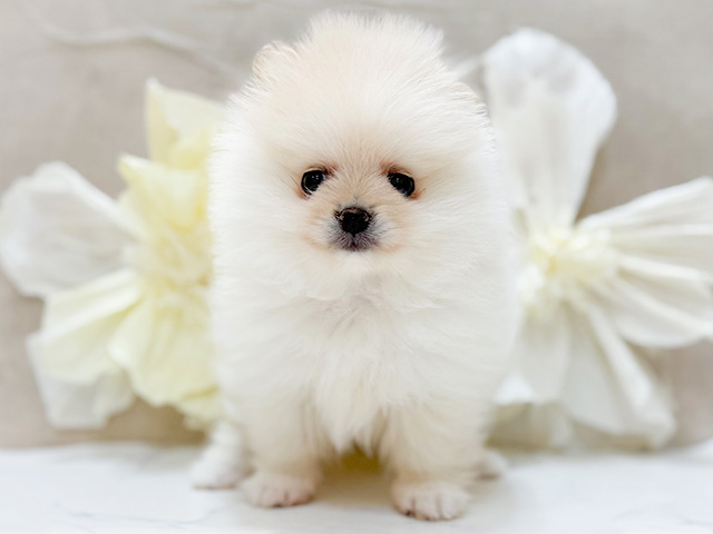 東京都のポメラニアン (ペッツファースト恵比寿店/2025年9月20日生まれ/女の子/クリームホワイト)の子犬の1枚目の画像