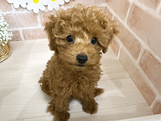 静岡県のトイプードル(タイニー) (ペッツファースト富士南店/2025年9月20日生まれ/男の子/レッド)の子犬の1枚目の画像