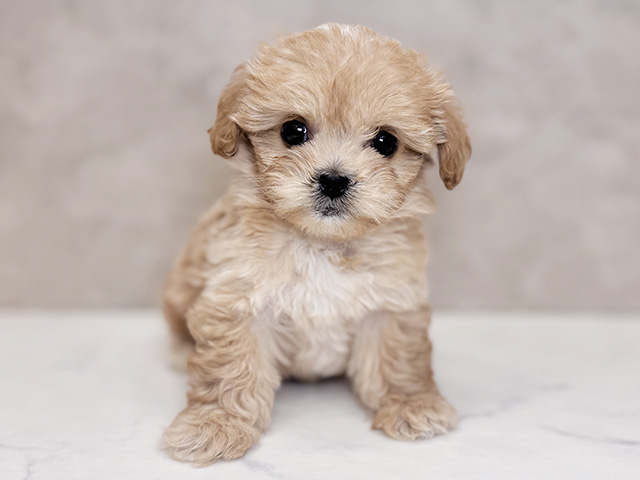 埼玉県のペキプー(ペキニーズ×プードル) (ペッツファーストPETEMOレイクタウンmori店/2025年9月21日生まれ/女の子/アプリコットホワイト)の子犬の1枚目の画像