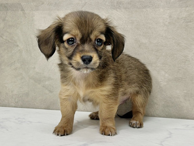 愛知県のチワックス(チワワ×ダックス) (ペッツファースト一宮店/2025年9月22日生まれ/男の子/レッド)の子犬の1枚目の画像