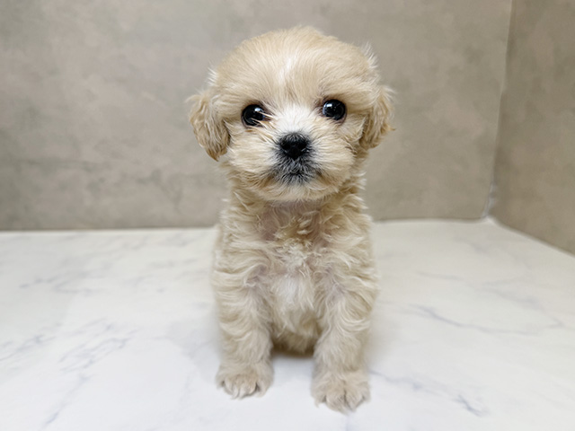 東京都のペキプー(ペキニーズ×プードル) (ペッツファーストららぽーと立川立飛店/2025年9月23日生まれ/女の子/アプリコット)の子犬の1枚目の画像