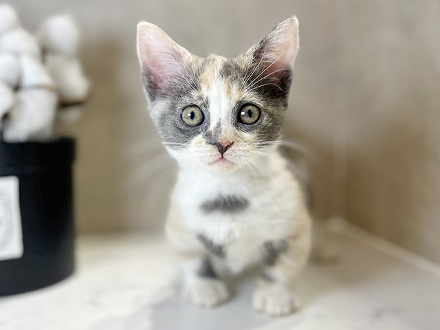 大阪府のマンチカン (ペッツファースト茶屋町店/2025年9月20日生まれ/女の子/ダイリュートキャリコ)の子猫の1枚目の画像