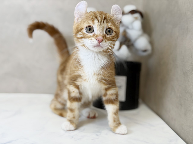 東京都のアメリカンカール (ペッツファーストららぽーと立川立飛店/2025年9月20日生まれ/女の子/レッドタビーホワイト)の子猫の1枚目の画像