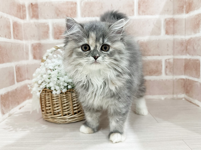 神奈川県のラガマフィン (ペッツファーストfor cats横浜元町店/2025年9月16日生まれ/女の子/ブルーパッチドタビーホワイト)の子猫の1枚目の画像
