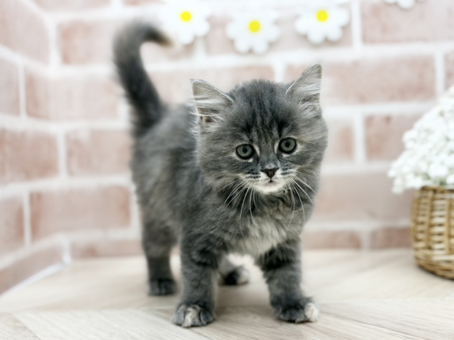 東京都のサイベリアン (ペッツファーストfor cats武蔵小山店/2025年9月20日生まれ/女の子/ブルークリーム)の子猫の1枚目の画像