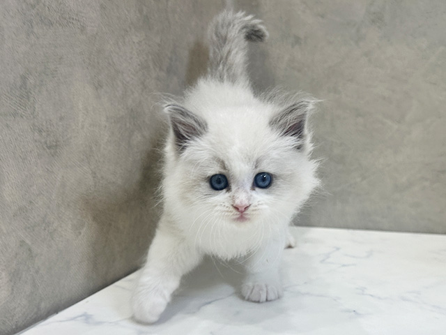 愛知県のラグドール (ペッツファースト名古屋栄店/2025年9月23日生まれ/男の子/ブルーポイントバイカラー)の子猫