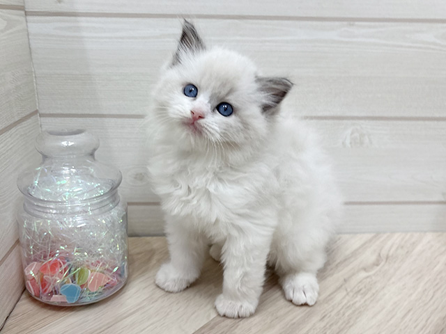 東京都のラグドール (ペッツファースト渋谷店/2025年9月23日生まれ/男の子/ブルーポイントバイカラー)の子猫の1枚目の画像