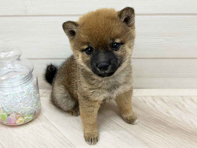 大阪府の豆柴 (ペッツファーストららぽーと門真店/2025年9月23日生まれ/女の子/赤)の子犬の1枚目の画像