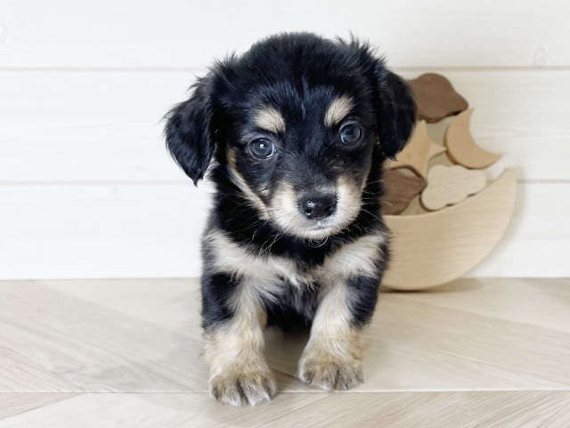 鳥取県のチワックス(チワワ×ダックス) (ペッツファースト日吉津店/2025年9月23日生まれ/女の子/ブラックタン)の子犬の1枚目の画像