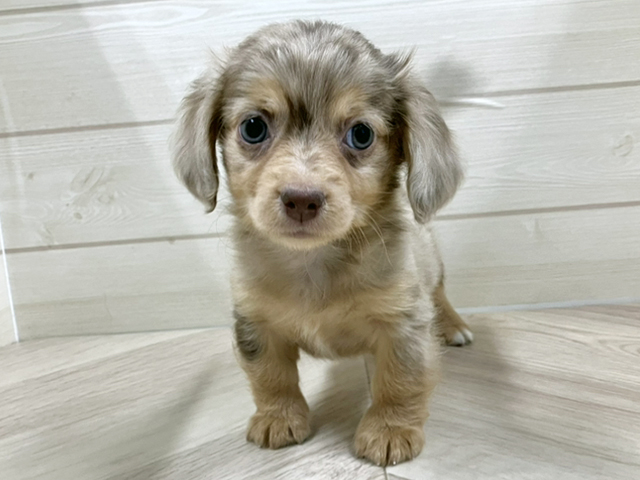 埼玉県のチワックス(チワワ×ダックス) (ペッツファースト春日部店/2025年9月23日生まれ/男の子/チョコレートダップル)の子犬の1枚目の画像