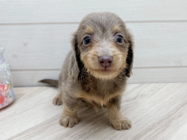 東京都のカニンヘンダックスフンド(ロング) (ペッツファースト渋谷店/2025年9月23日生まれ/男の子/イザベラタン)の子犬の1枚目の画像