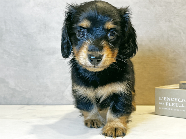 東京都のカニンヘンダックスフンド(ロング) (ペッツファースト武蔵小山店/2025年9月23日生まれ/女の子/ブラックタン)の子犬の1枚目の画像