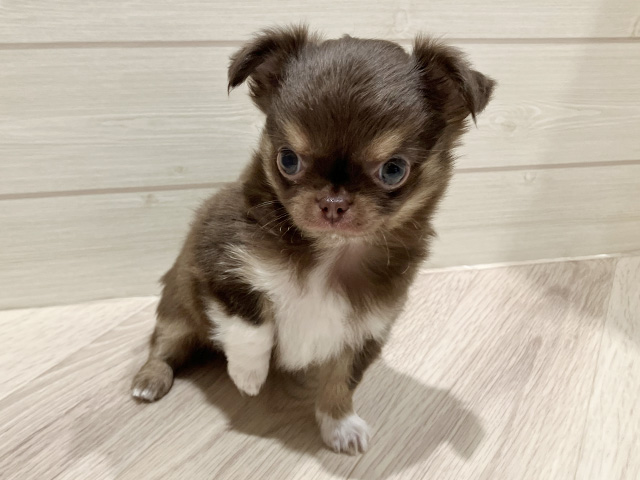 東京都のチワワ(ロング) (ペッツファースト豊洲店/2025年9月23日生まれ/男の子/チョコレートタンホワイト)の子犬の1枚目の画像