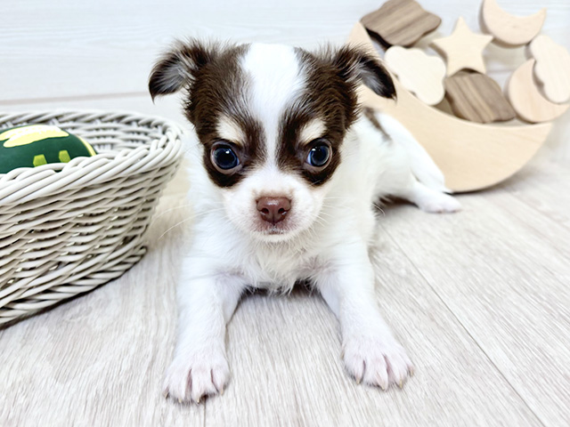 愛知県のチワワ(ロング) (ペッツファースト大高店/2025年9月22日生まれ/男の子/ホワイトチョコレートタン)の子犬の1枚目の画像