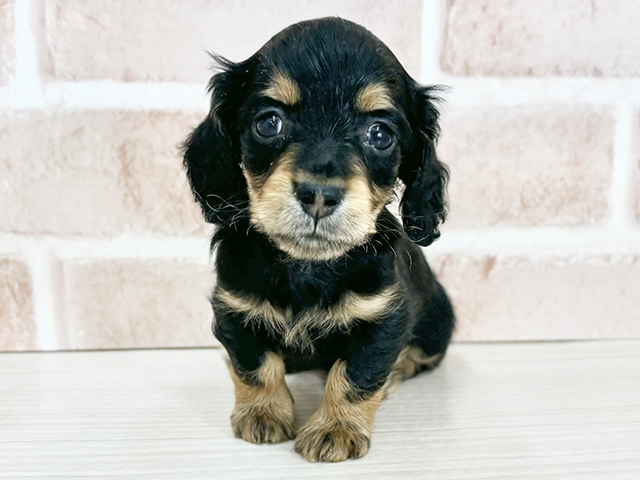 埼玉県のカニンヘンダックスフンド(ロング) (ペッツファーストさいたま新都心店/2025年9月23日生まれ/男の子/ブラックタン)の子犬