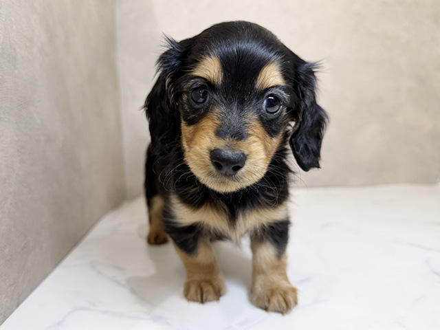 カニヘンダックスフンド